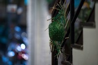 a9+FE 16-35GM+FE 135 GM ( 胡志明市随拍 )