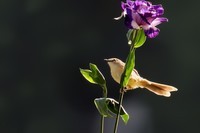 2018年打鸟【290】--- 鹪莺 (三十八)