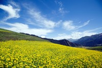 青海祁连卓尔山风光