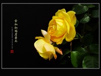 金灿灿的月季花(2)--献给祖国的未来