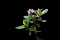小花儿