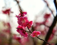 D850相机24--120镜头拍花卉