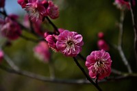 尼康D90相机(18--105镜头)拍花卉