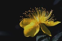 尼克尔24一120 一拍金丝桃花