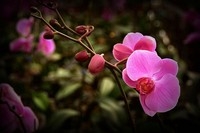 生态园中蝴蝶兰