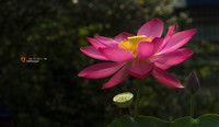 荷花与小鸟