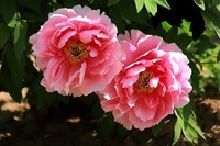 晋祠公园学拍  牡丹花【一】