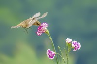 2018年打鸟【294】--- 连拍石鵖 (三)