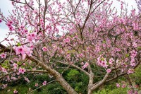 山庄随拍……。