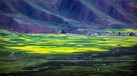 青海游之门源油菜花海