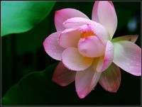 又是一年荷花季之雨荷
