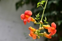 冬赏夏花