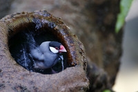 冬泳-----爪哇禾雀