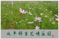 家乡的风景------福建南平延平祥生艺境花园(下)