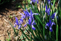 D60 第一次发帖大家多多指教