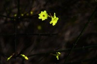 花卉系列【1435】