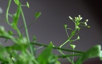 索尼900E拍摄的一段风光视频及照片