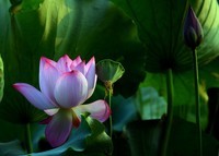 暑期 拍摄 选片