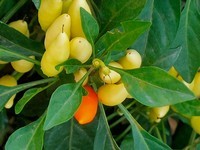 花卉果果【1440】