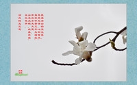春天的呼唤——洁白的玉兰花