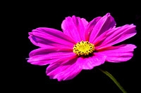 格桑花