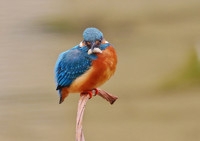 枯荷梗上的翠鸟(2)