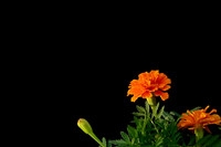 花卉杂拍
