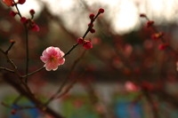 试拍梅花