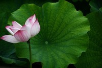 映日荷花别样红(35)