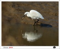 白鹭留鸟滩涂挖鱼