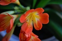 D60随拍一组君子兰