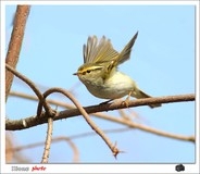 抓拍冬日小柳莺