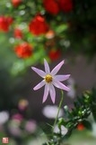 光影格桑花