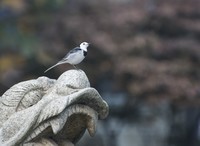 用70-300mm打鸟玩玩