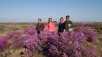 镜泊湖畔独特景观—熔岩台地上的杜鹃花