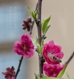 2018春节小区周边花卉一组