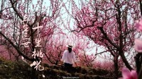 【达人分享】在桃花园中如何拍好人像照片