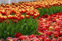 第24届广州园林博览会