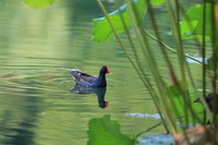 荷池水鸟