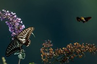 蝶蛾采蜜图(手持80-400拍摄)