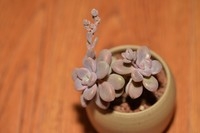 秀色可人的肉肉