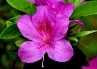 阴天拍摄杜鹃!请大师们指正!