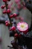 梅花季节