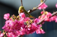 公园拍樱花偶遇不知名的小鸟