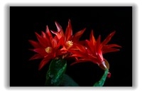 花卉