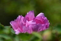 尼康810配70-210手动头拍大连牡丹