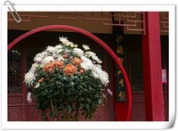 国庆、中秋赏菊