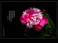 芍药花--祝贺红河星空(中国)开坛!