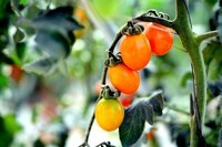 农场看蔬菜瓜果2