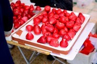 农场看蔬菜瓜果3